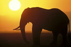 African Elephant - at sunset