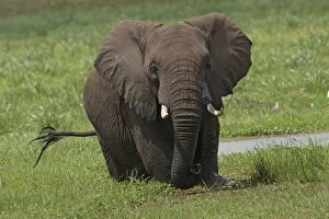 African Elephant - in swamp