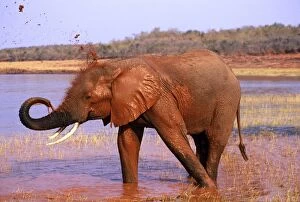 Images Dated 14th March 2005: African Elephant - Taking mud bath. Lake Kariba, Zimbabwe, Africa. 3ME1046P