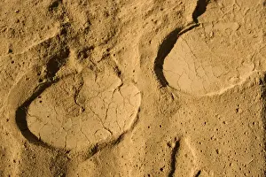 Deserts Prints: African Elephant tracks in soft powdery river sand - desert adapted - Abahuab River - Damaraland - Western Namibia