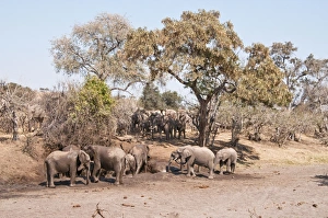 Images Dated 5th September 2009: African Elephant - troop at mud wallow with others approaching