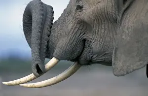 Trunk Prints: African Elephant With trunk curled up