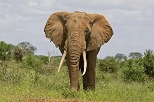 Elephants Collection: African Elephant - Tsavo East National Park Kenya