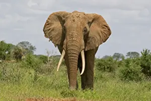 African Elephant - Tsavo East National Park Kenya