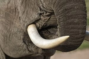 African Elephant - tusk