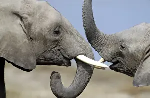 Greeting Prints: African Elephant - two. Amboseli National Park - Kenya - Africa