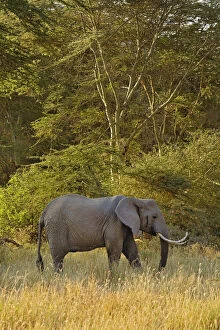 Africana Gallery: African Elephant with unusually curved tusksna