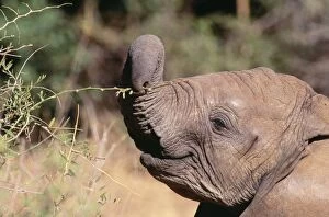 Images Dated 23rd September 2005: African Elephant - using tip of trunk Samburu National Park, Kenya, Africa