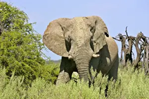 Heavy Prints: African Elephant front view of a male bull in the savanna after a mud bath Namibia, Africa
