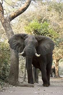 Images Dated 25th August 2006: African Elephant - Visit of 2 bulls in the Mvuu