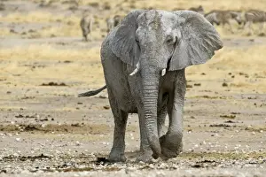 African Elephant - walking head on with zebras in the background - Etosha National Park - Namibia - Africa