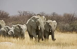 Images Dated 28th September 2009: African Elephant - walking through sweet grass