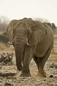 Images Dated 23rd September 2009: African Elephant - walking through white rocks at water hole