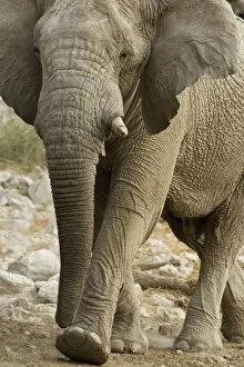 Images Dated 23rd September 2009: African Elephant - walking through white rocks at water hole