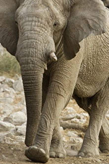African Elephant - walking through white rocks at water hole African Elephant - walking through white rocks at water hole