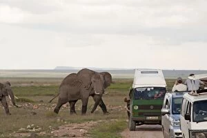 African Elephant - being watched by tourists in vehicles