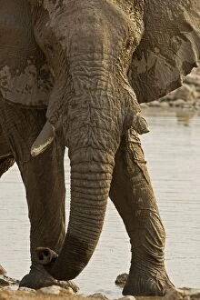 Images Dated 23rd September 2009: African Elephant - at a water hole