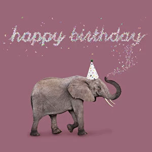 Birthdays Gallery: African Elephant, wearing Birthday party hat