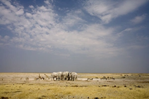 Images Dated 24th September 2009: African Elephant - wide angle view at a water hole with plains game waiting - Etosha National Park
