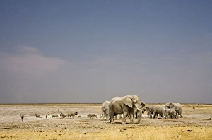 Images Dated 24th September 2009: African Elephant - wide angle view at a water hole with plains game - Etosha National Park