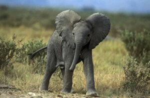Images Dated 26th October 2004: African Elephant Young