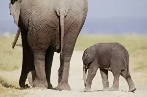 Leadership Prints: AFRICAN ELEPHANT - WITH YOUNG