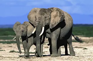 African Elephant With young Amboseli, Kenya
