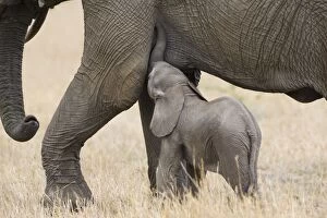 African Elephant - young calf (less than 3 weeks
