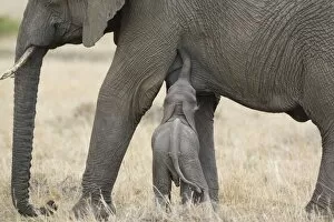 African Elephant - young calf (less than 3 weeks old) trying to suckle