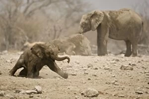 Images Dated 26th April 2000: African Elephant Young calf playing in the dust Goas, Etosha National Park, Namibia, Africa