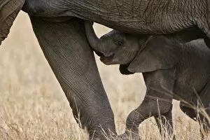 Images Dated 12th February 2006: African Elephant - young calf trying to suckle - Masai Mara Conservancy - Kenya