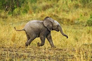 African Elephant - Young - running