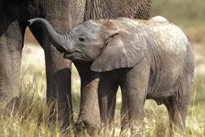 African Elephant - young standing by adult Aboseli National Park, Kenya, Africa