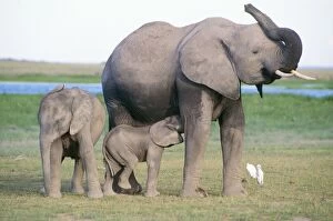 African Elephant - with young suckling