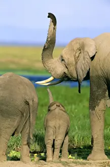African Elephant - with young - using trunk to detect scents JFL11963