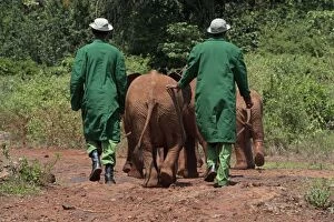 African Elephant - young with workers
