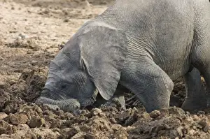 Digging Prints: African Elephant. Youngster digging in mud hole