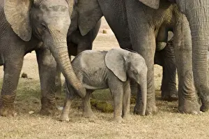 Rubbing Prints: African Elephant. Youngster being fondled by adult