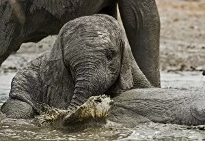 Images Dated 29th September 2009: African Elephant - youngster playing in water pool - Etosha National Park - Namibia - Africa