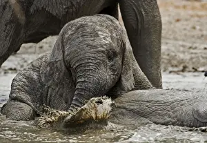 African Elephant - youngster playing in water pool - Etosha National Park - Namibia - Africa