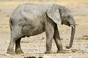 Images Dated 24th September 2009: African Elephant - youngster resting in the mid day sun - Etosha National Park - Namibia - Africa