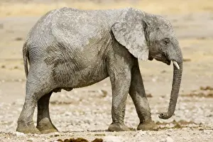 African Elephant - youngster resting in the mid day sun - Etosha National Park - Namibia - Africa