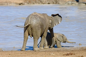 Images Dated 13th April 2006: African Elephant youngster supervising inquisitive calf. Also showing veins behind ear