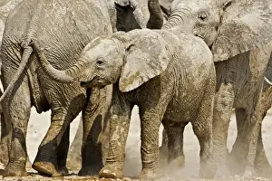 African Elephant - youngster on the move in the midst of a family group - Etosha National Park - Namibia - Africa