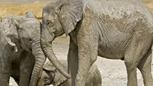 Images Dated 24th September 2009: African Elephant - two youngsters greeting each other playfully - Etosha National Park - Namibia