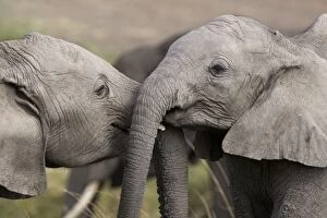 Images Dated 19th August 2008: African Elephant - youngsters playing