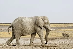 Images Dated 24th September 2009: African Elephant - with Zebras in the background - Etosha National Park - Namibia - Africa
