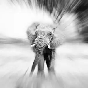 Blurred Prints: African Elephant-Zoomburst effect - Aba Huab River - Damaraland - Namibia - Africa