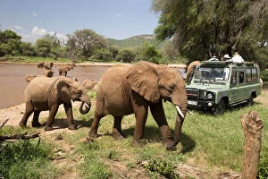African Elephanta (Loxodonta africana) crossing