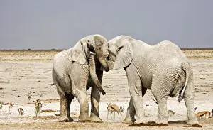 African Elephants - adults trunk-wrestling - Etosha National Park - Namibia - Africa